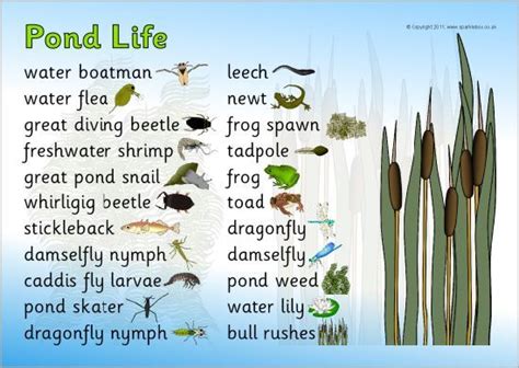 Image Result For Pond Animal Diagrams Pond Life Pond Life Theme