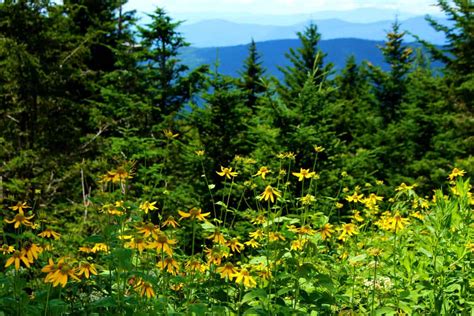 Blue Ridge Mountain Flowers Wanderlust Marriage