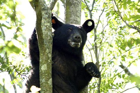 Nearly 500 Pound Louisiana Black Bear Hit By Vehicle Killed In