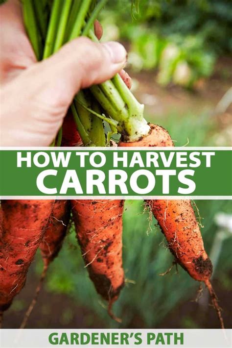 How And When To Harvest Carrots Gardeners Path