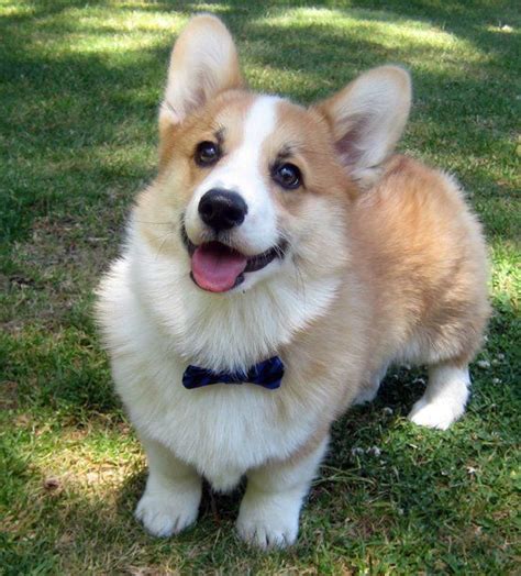 12 Realities New Corgi Owners Must Accept