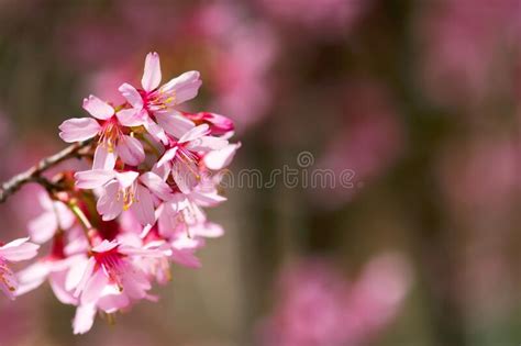 Pink Cherry Blossoms Closeup Stock Image Image Of Color Colorful