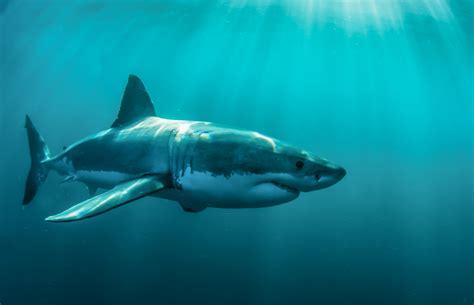 Shark Skin-Like Wallpaper Highly Effective In Preventing 