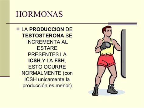 Hormonas Sexuales Masculinas Cu Les Son Su Funci N Tipos Y M S