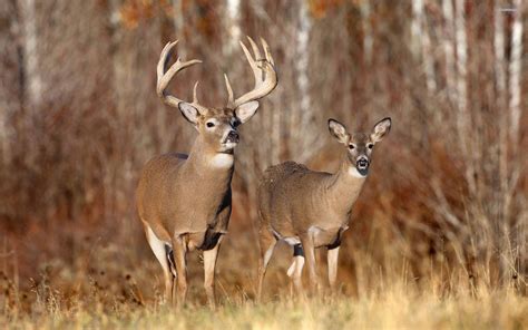 Whitetail Deer Wallpapers Top Free Whitetail Deer Backgrounds