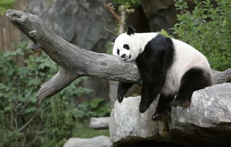 Cute Black And White Panda Colors Photo 34704634 Fanpop