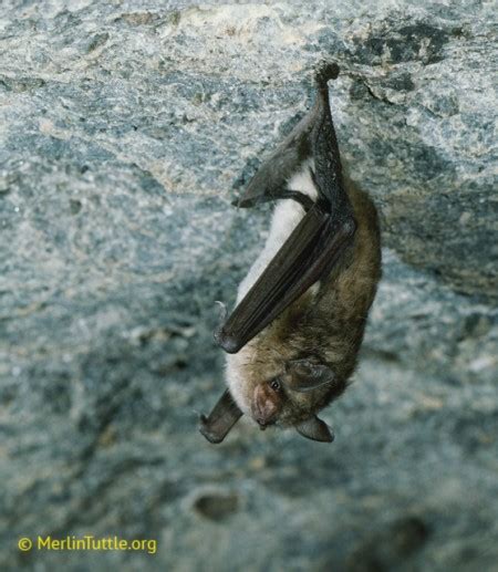 Bat Species Of Canada Neighbourhood Bat Watch