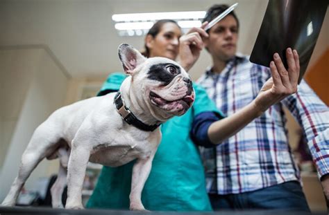 5 Common Things That Drive Veterinarians Crazy Petmd