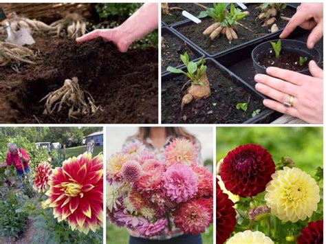 Growing And Caring For Dahlia Flowers The Definitive Guide 2024 Growing Dahlias Dahlia