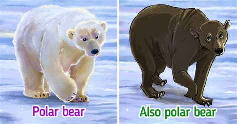 Why Polar Bears Have Black Skin 5 Minute Crafts