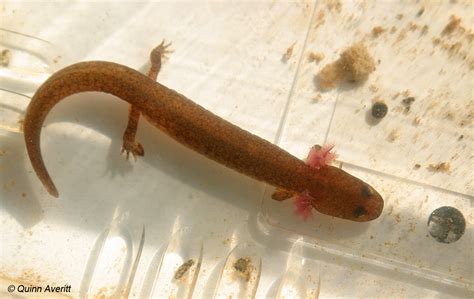 What Kind Of Salamander Is This Guy Caudata Org Newts And
