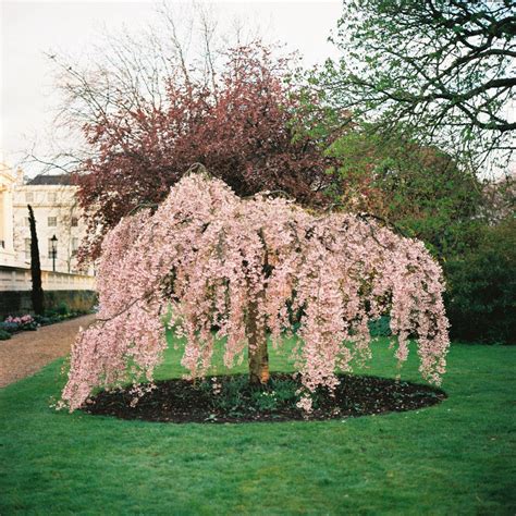 You will still be able to enjoy its beautiful flowers. 5 Dwarf Weeping Peach Cherry Tree Seeds Flowering Japanse ...