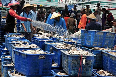 Pasar Ikan Hias Terbesar Di Indonesia