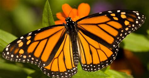 Butterfly Sanctuary In Texas Expected To Be Plowed Over