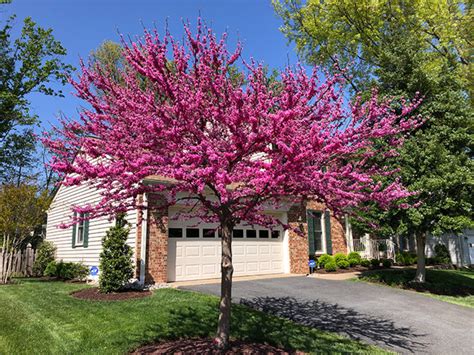 Plant Oklahoma Redbud Tree For Its Spring Flowers Small Size And