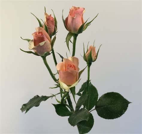 A Guide To Roses For Your Wedding Boston Magazine