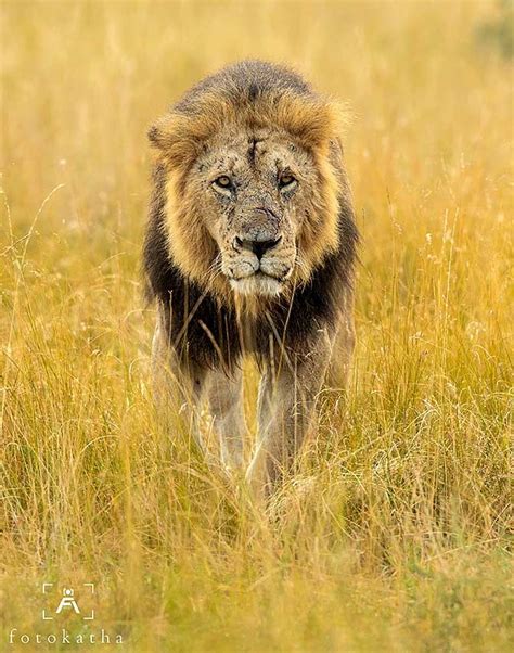 Meet The Majestic Lions Of Maasai Mara Get Ahead