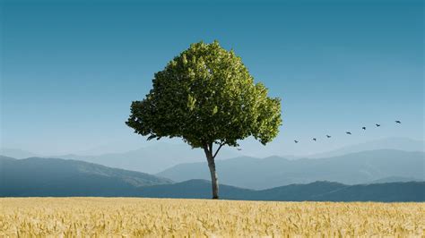 Alone Tree Nature Hd Wallpaper