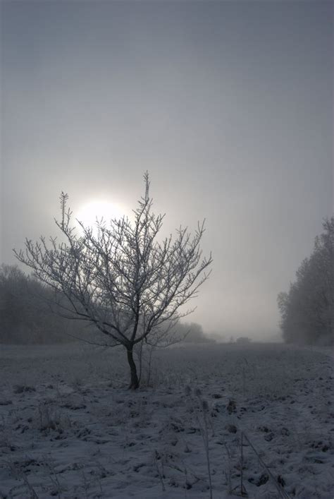 Free Images Tree Nature Branch Snow Winter Light Cloud Sky