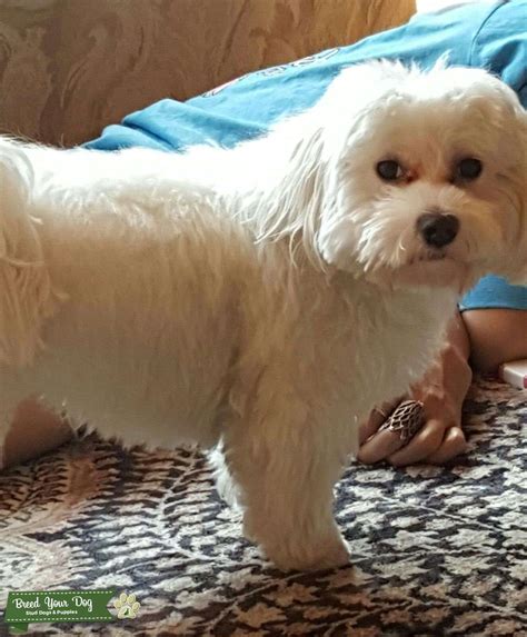 Pure Bred Maltese Stud Dog In Atlanta United States Breed Your Dog
