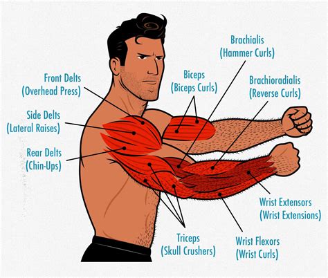 Arm Muscle Diagram Labeled Somsoarmmusclemodel Images And Photos Finder