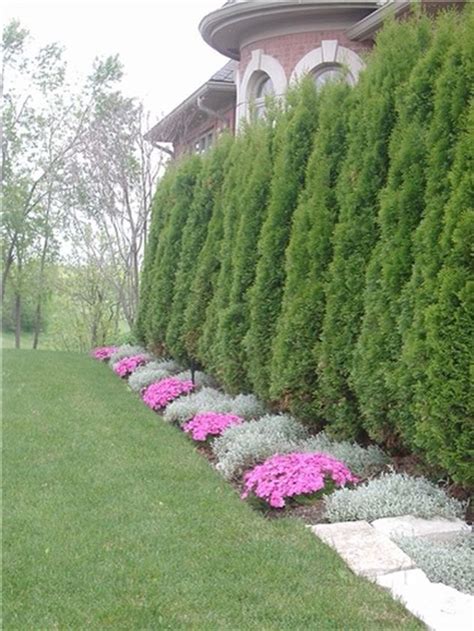 This species of privacy tree has a narrow, pyramid shape. Awesome Fence With Evergreen Plants Landscaping Ideas 87 ...