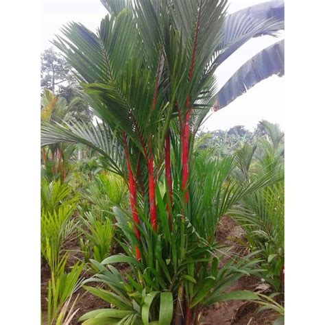 Jual Bibit Tanaman Palem Pinang Merah Di Lapak Home Flower Bukalapak