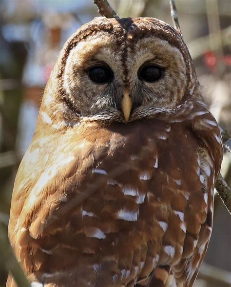 Lsu Researchers Study Baton Rouge Barred Owls