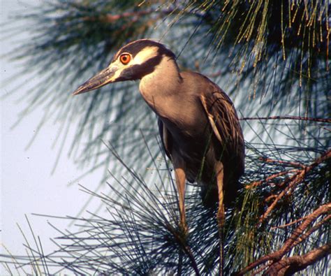 Florida Water Birds A Photographic Guide Wanderwisdom