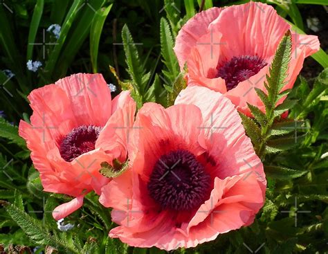 Pink Poppies By Ruth S Harris Redbubble