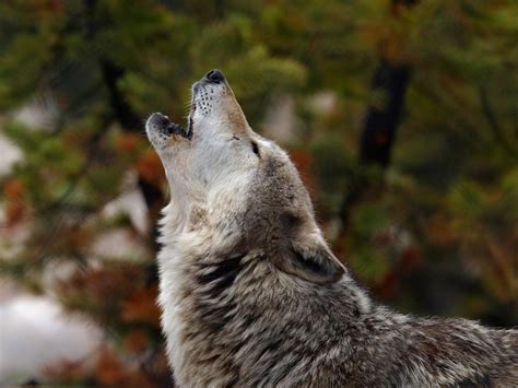 Gray Wolf Wolf Animals Hd Wallpaper Wallpaper Flare