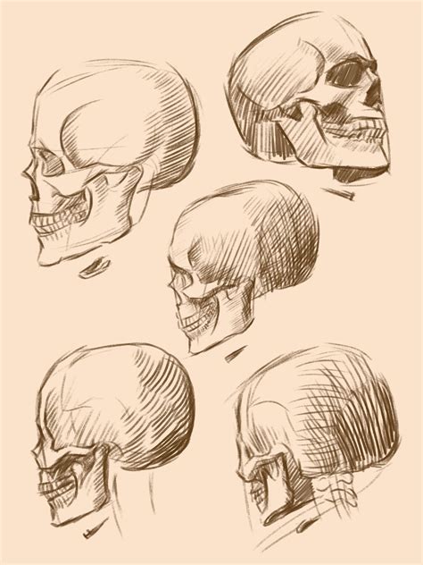 Position Of The Skulls At Different Perspective Rlearnart