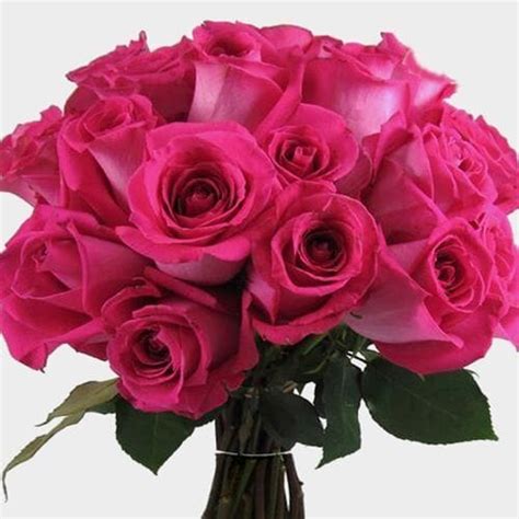 Rose Hot Pink 40 Cm Wholesale Blooms By The Box