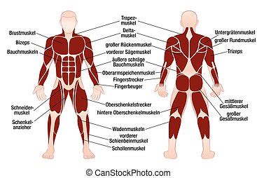 Note that some muscles listed above are identified as 'deep muscle', which may explain why they are difficult to find on diagrams of superficial muscles. Muscle diagram male body names. Muscle diagram - most ...