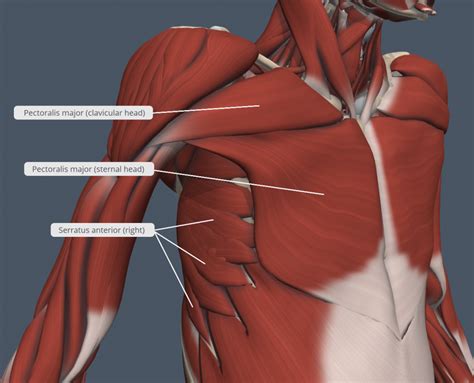 Muscles Of Thorax And Abdominal Wall Diagram Quizlet Vrogue Co