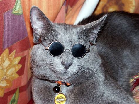 Cats Wearing Glasses 25 Pics