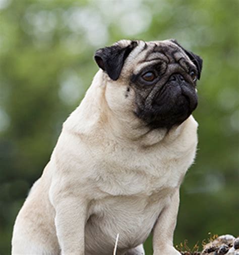 Pug Breeds A To Z The Kennel Club