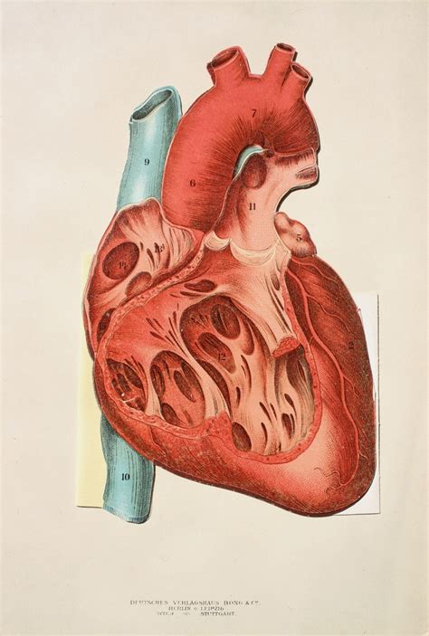 Heart German Medical Book Illustration Circa 1900 See Https