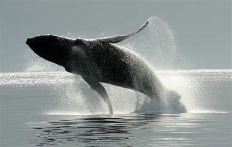 Whale Watching Tour In Victoria Bc Getyourguide