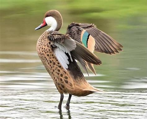 9 Coolest Duck Species In The World Duck Species Beautiful Birds
