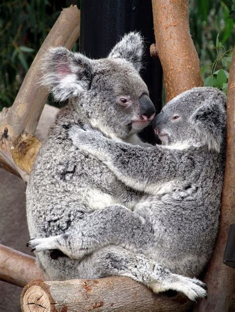 Koala Kisses Cute Animals Koala Animals Beautiful
