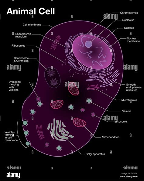 Animal Cell Diagram Detailed Structure Functions And Diagram
