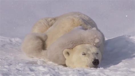 Cute Polar Bear Cubs Lovin Up Their Mamma Coub S