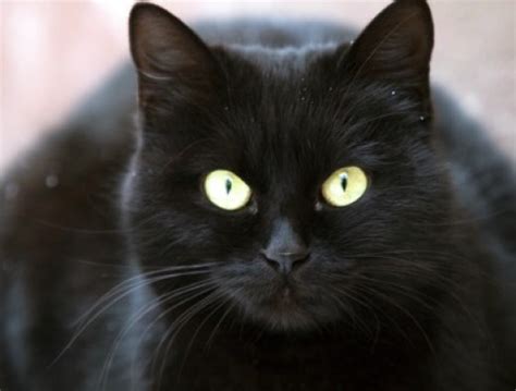 The black cat is a true work of literature that incorporates a hidden meaning behind each of the characters and contains a great deal of violence. Why Black Cats are Halloween Symbols | HubPages
