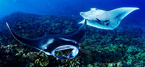 Manta Ray The Night I Got Rubbed By This Wonderful Creature