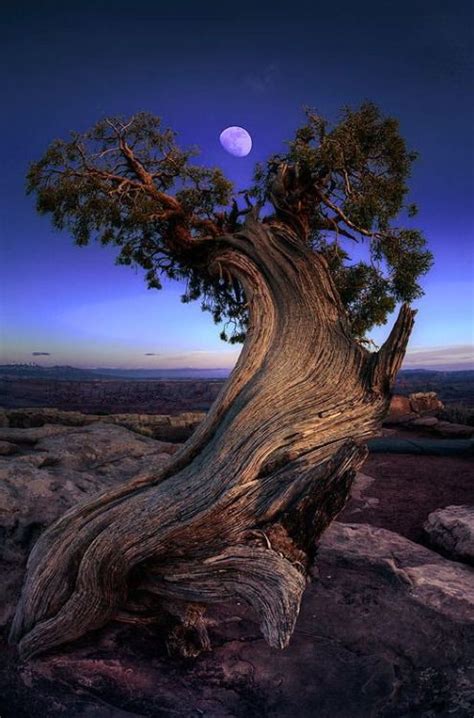 1471 Best Images About Art Trees Mountains And Rocks On