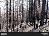Burnt Pine Trees Image & Photo (Free Trial) | Bigstock