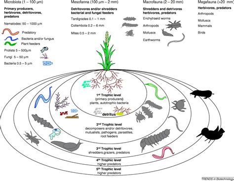 Plant cell biotechnology and molecular biology impact factor. Life in earth: the impact of GM plants on soil ecology ...