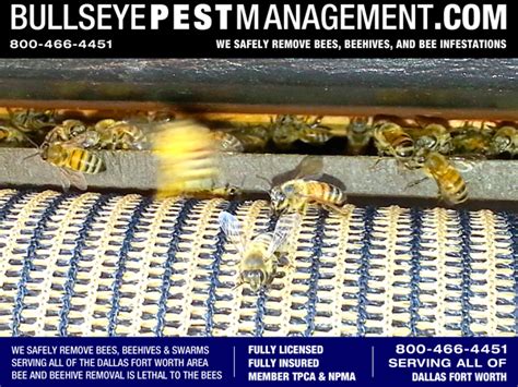 Bee Removal In Coppell Tx By Bullseye Pest Management Bullseye Pest Management