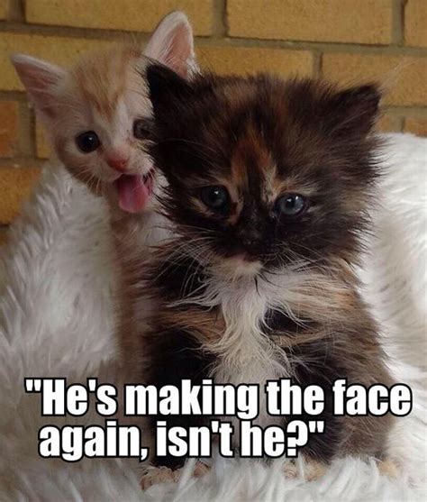 Kitten Quotes Image Quotes At